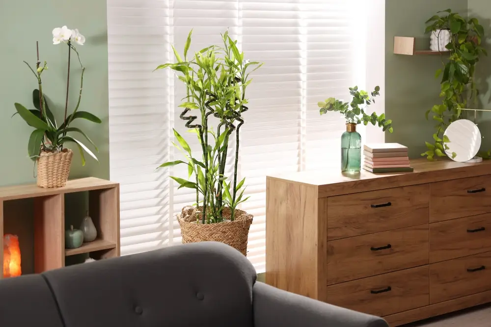 Feng Shui