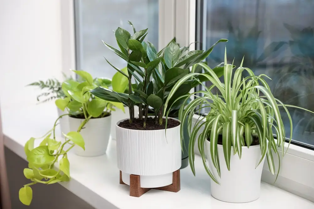 Plantes d'intérieur