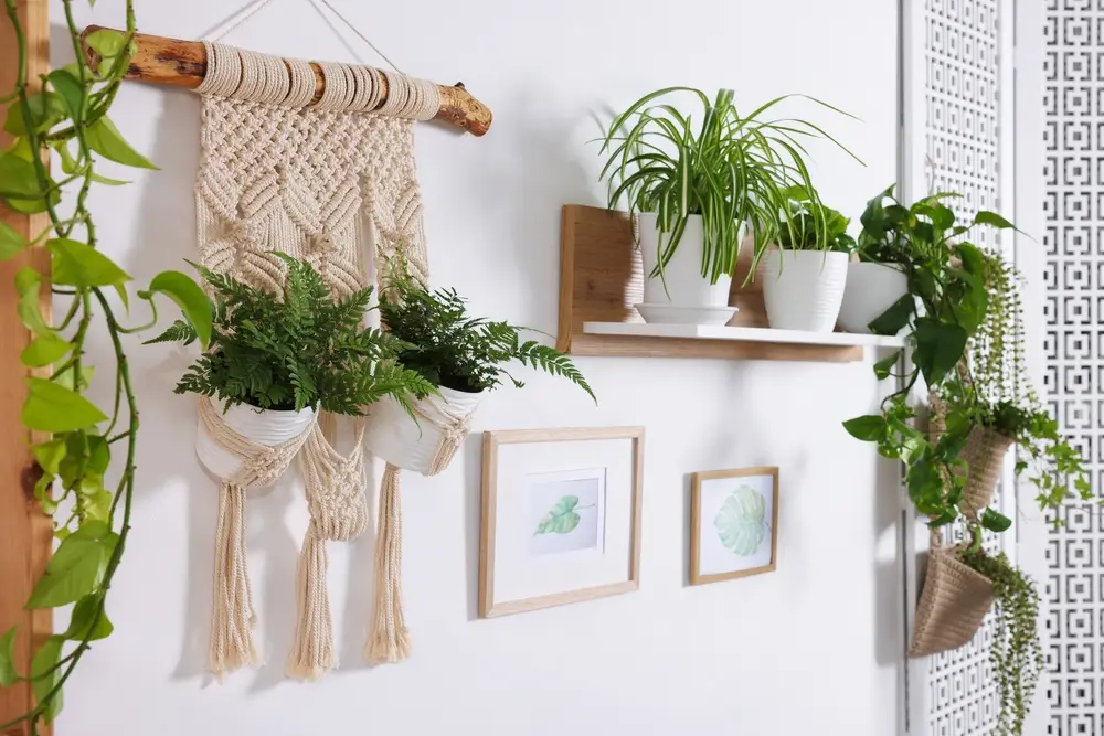 Plantes d'intérieur