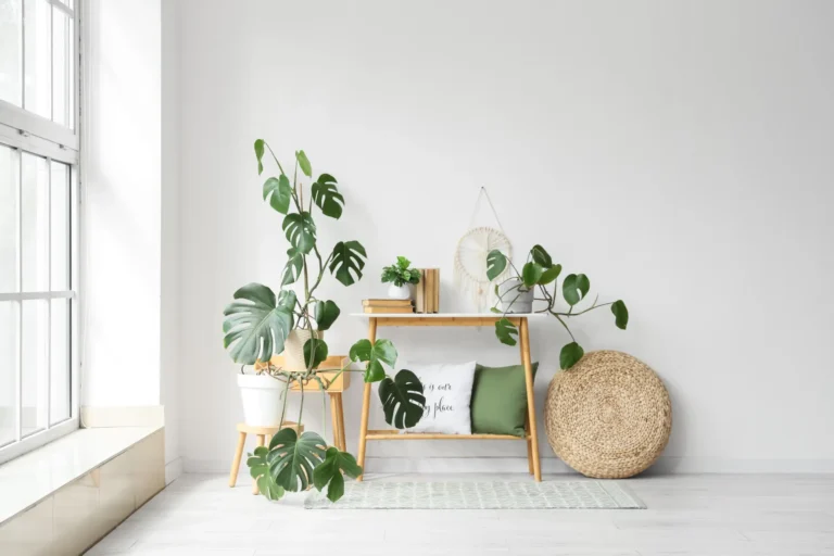 Plantes d'intérieur